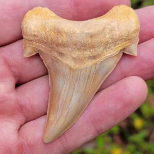 Otodus Shark Tooth