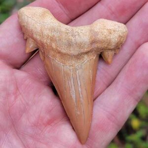 Otodus Shark Tooth