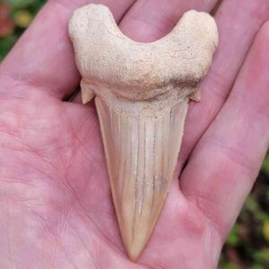 Otodus Shark Tooth