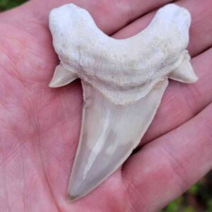 Otodus Shark Tooth