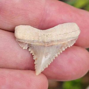 Paleocharchardon Shark Tooth