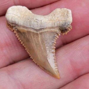 Paleocharchardon Shark Tooth