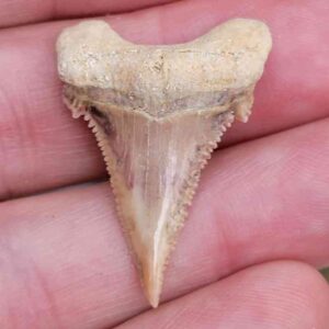 Paleocharchardon Shark Tooth