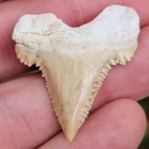 Paleocharchardon Shark Tooth