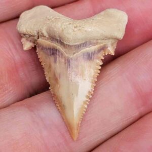 Paleocharchardon Shark Tooth