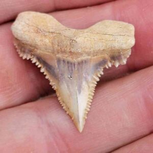 Paleocharchardon Shark Tooth