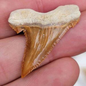 Paleocharchardon Shark Tooth