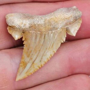 Paleocharchardon Shark Tooth