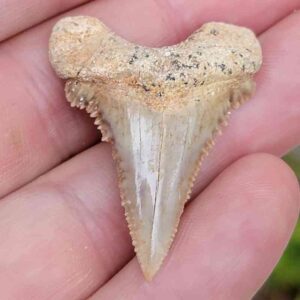 Paleocharchardon Shark Tooth