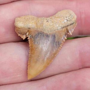 Paleocharchardon Shark Tooth