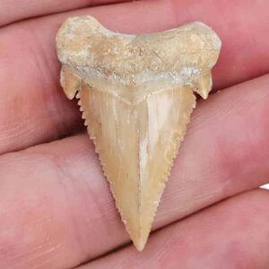 Paleocharchardon Shark Tooth