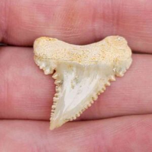 Paleocharchardon Shark Tooth