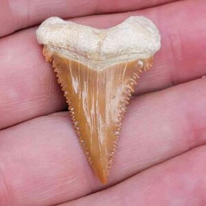 Paleocharchardon Shark Tooth