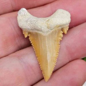 Paleocharchardon Shark Tooth