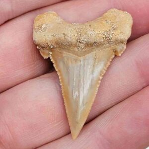 Paleocharchardon Shark Tooth