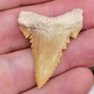 Paleocharchardon Shark Tooth