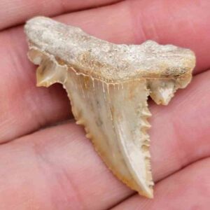 Paleocharchardon Shark Tooth