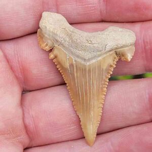 Paleocharchardon Shark Tooth