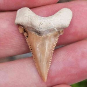 Paleocharchardon Shark Tooth