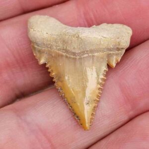 Paleocharchardon Shark Tooth