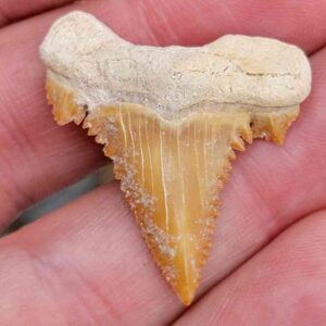 Paleocharchardon Shark Tooth