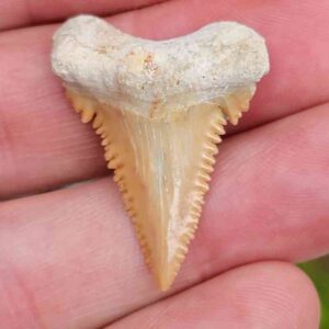 Paleocharchardon Shark Tooth