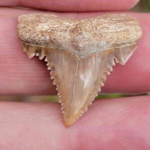 Paleocharchardon Shark Tooth