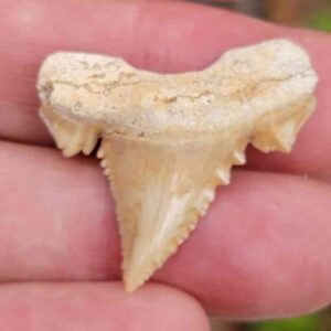 Paleocharchardon Shark Tooth