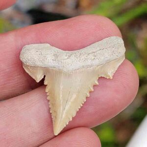 Paleocharchardon Shark Tooth