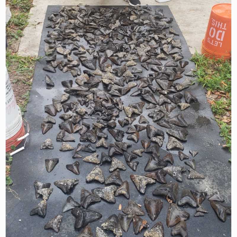 Megalodon Teeth after a Dive