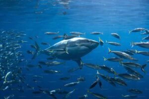 Megalodon Feeding