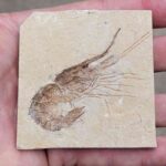 fossil shrimp