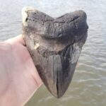 Megalodon Shark Tooth