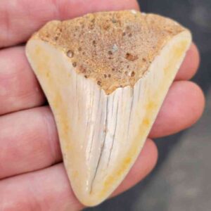 South Pacific Megalodon Shark Tooth