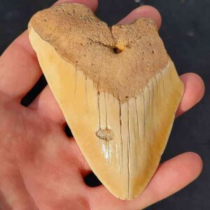 South Pacific Megalodon Shark Tooth