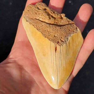 South Pacific Megalodon Shark Tooth