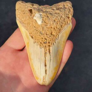 South Pacific Megalodon Shark Tooth