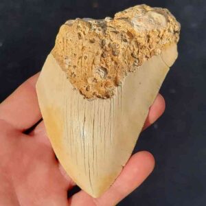 South Pacific Megalodon Shark Tooth