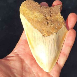 South Pacific Megalodon Shark Tooth