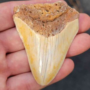 South Pacific Megalodon Shark Tooth