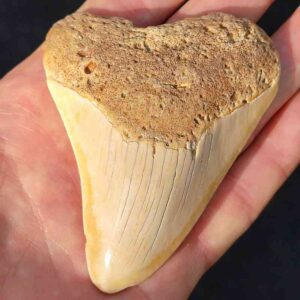 South Pacific Megalodon Shark Tooth