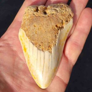 South Pacific Megalodon Shark Tooth