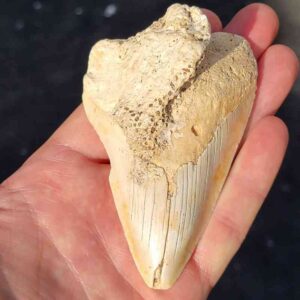 South Pacific Megalodon Shark Tooth