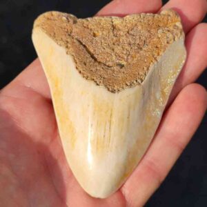 South Pacific Megalodon Shark Tooth