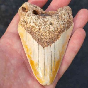 South Pacific Megalodon Shark Tooth