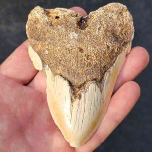 South Pacific Megalodon Tooth