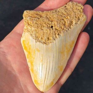 South Pacific Megalodon Shark Tooth