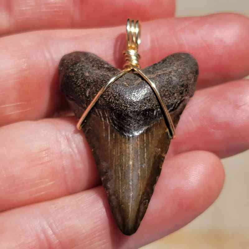 gold wire megalodon tooth