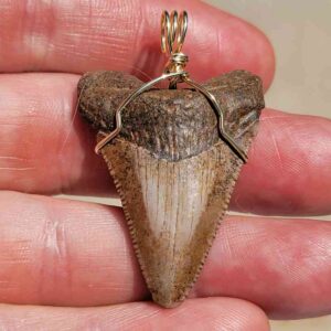 Gold Wire Wrapped Megalodon Tooth