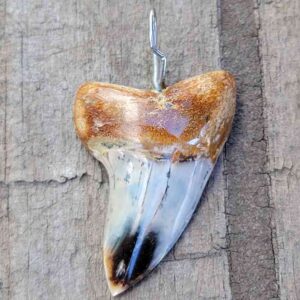 Bakersfield Megalodon Pendant